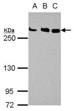 Invitrogen&trade;&nbsp;CHD4 Polyclonal Antibody