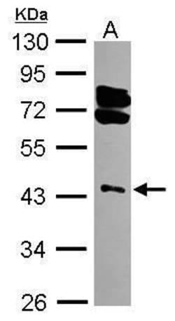 Invitrogen RING1 Polyclonal Antibody 100 &mu;L; Unconjugated:Antibodies,