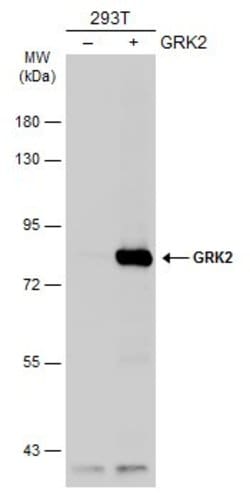 Invitrogen GRK2 Polyclonal Antibody 100 &mu;L; Unconjugated:Antibodies,
