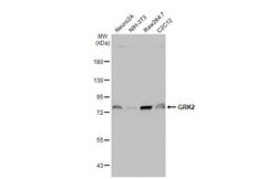 Invitrogen GRK2 Polyclonal Antibody 100 &mu;L; Unconjugated:Antibodies,