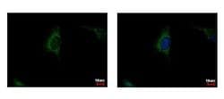 Invitrogen SDHA Polyclonal Antibody 100 &mu;L; Unconjugated:Antibodies,
