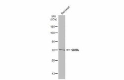 Invitrogen SDHA Polyclonal Antibody 100 &mu;L; Unconjugated:Antibodies,