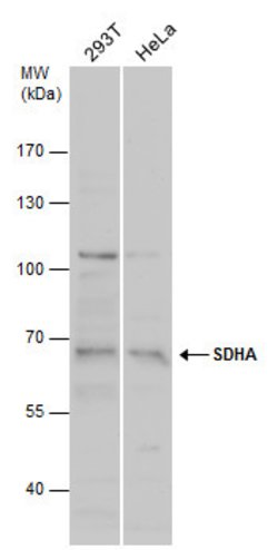 Invitrogen SDHA Polyclonal Antibody 100 &mu;L; Unconjugated:Antibodies,
