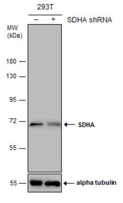 Invitrogen SDHA Polyclonal Antibody 100 &mu;L; Unconjugated:Antibodies,