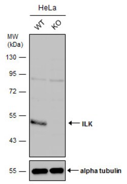 Invitrogen ILK Polyclonal Antibody 100 &mu;L; Unconjugated:Antibodies,