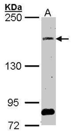 Invitrogen SOS2 Polyclonal Antibody 100 &mu;L; Unconjugated:Antibodies,