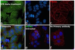 Invitrogen&trade;&nbsp;IFITM1 Polyclonal Antibody