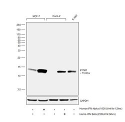 Invitrogen IFITM1 Polyclonal Antibody 100 &mu;L | Buy Online | Invitrogen&trade; | Fisher Scientific