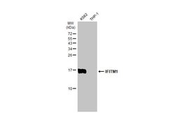 Invitrogen IFITM1 Polyclonal Antibody 100 &mu;L | Buy Online | Invitrogen&trade; | Fisher Scientific