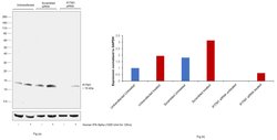 Invitrogen IFITM1 Polyclonal Antibody 100 &mu;L | Buy Online | Invitrogen&trade; | Fisher Scientific