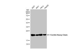 Invitrogen Ferritin Heavy Chain Polyclonal Antibody 100 &mu;L; Unconjugated:Antibodies,