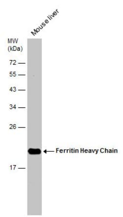 Invitrogen Ferritin Heavy Chain Polyclonal Antibody 100 &mu;L; Unconjugated:Antibodies,