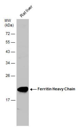 Invitrogen Ferritin Heavy Chain Polyclonal Antibody 100 &mu;L; Unconjugated:Antibodies,
