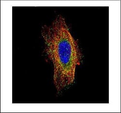 Invitrogen HGS Polyclonal Antibody 100 &mu;L; Unconjugated:Antibodies,