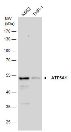 ATP5A1 Polyclonal Antibody:Antibodies, Polyclonal