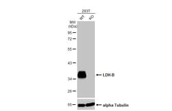 Invitrogen LDHB Polyclonal Antibody 100 &mu;L; Unconjugated:Antibodies,