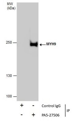 Invitrogen MYH9 Polyclonal Antibody 100 &mu;L; Unconjugated:Antibodies,
