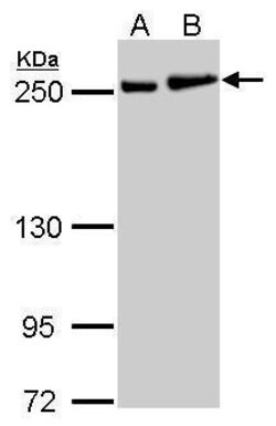 Invitrogen MYH9 Polyclonal Antibody 100 &mu;L; Unconjugated:Antibodies,