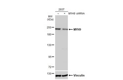 Invitrogen MYH9 Polyclonal Antibody 100 &mu;L; Unconjugated:Antibodies,