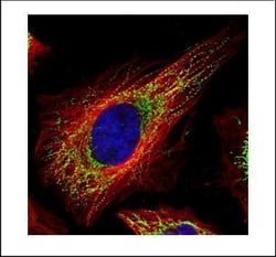 Invitrogen TUFM Polyclonal Antibody 100 &mu;L | Buy Online | Invitrogen&trade; | Fisher Scientific