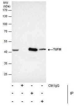 Invitrogen TUFM Polyclonal Antibody 100 &mu;L | Buy Online | Invitrogen&trade; | Fisher Scientific