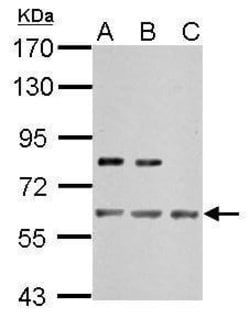 Invitrogen IMPDH2 Polyclonal Antibody 100 &mu;L; Unconjugated:Antibodies,