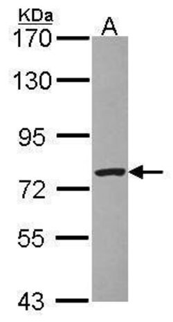 Invitrogen DREF Polyclonal Antibody 100 &mu;L; Unconjugated:Antibodies,