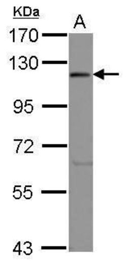 Invitrogen eIF3c Polyclonal Antibody 100 &mu;L; Unconjugated:Antibodies,