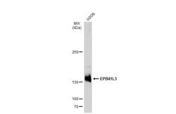 Invitrogen EPB41L3 Polyclonal Antibody 100 &mu;L; Unconjugated:Antibodies,