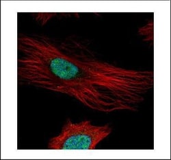 Invitrogen Fibrillarin Polyclonal Antibody 100 &mu;L; Unconjugated:Antibodies,