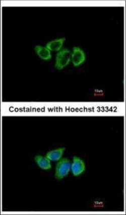 Invitrogen RPL3 Polyclonal Antibody 100 &mu;L; Unconjugated:Antibodies,