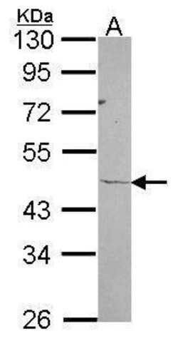 Invitrogen RPL3 Polyclonal Antibody 100 &mu;L; Unconjugated:Antibodies,