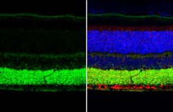 Invitrogen VGAT Polyclonal Antibody 100 &mu;L; Unconjugated:Anticorps,
