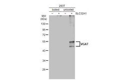 Invitrogen VGAT Polyclonal Antibody 100 &mu;L; Unconjugated:Anticorps,