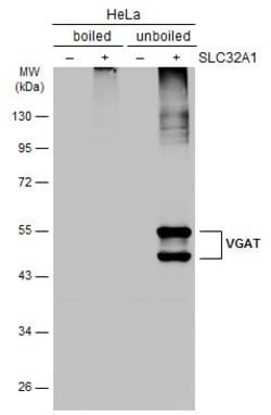 Invitrogen VGAT Polyclonal Antibody 100 &mu;L; Unconjugated:Anticorps,