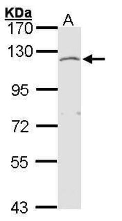 EXTL3 Polyclonal Antibody:Antibodies, Polyclonal