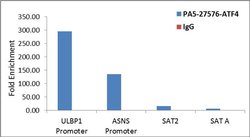 Invitrogen ATF4 Polyclonal Antibody 100 &mu;L; Unconjugated:Anticorps,