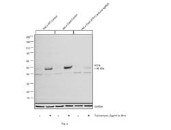 Invitrogen ATF4 Polyclonal Antibody 100 &mu;L; Unconjugated:Anticorps,