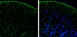 Invitrogen PHGDH Polyclonal Antibody 100 &mu;L; Unconjugated:Antibodies,