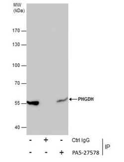 Invitrogen PHGDH Polyclonal Antibody 100 &mu;L; Unconjugated:Antibodies,