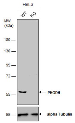 Invitrogen PHGDH Polyclonal Antibody 100 &mu;L | Buy Online | Invitrogen&trade; | Fisher Scientific