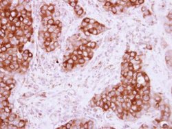 Invitrogen PHGDH Polyclonal Antibody 100 &mu;L; Unconjugated:Antibodies,