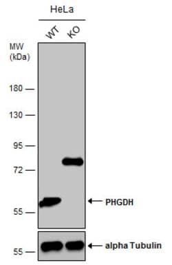 Invitrogen PHGDH Polyclonal Antibody 100 &mu;L; Unconjugated:Antibodies,