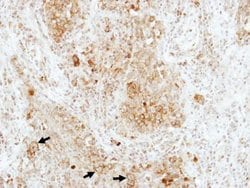 Invitrogen RAP1B Polyclonal Antibody 100 &mu;L; Unconjugated:Antibodies,