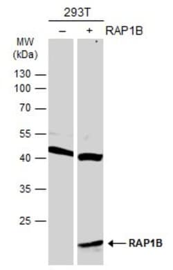 Invitrogen RAP1B Polyclonal Antibody 100 &mu;L; Unconjugated:Antibodies,