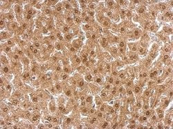Invitrogen APLP2 Polyclonal Antibody 100 &mu;L; Unconjugated:Antibodies,
