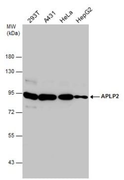 Invitrogen APLP2 Polyclonal Antibody 100 &mu;L; Unconjugated:Antibodies,
