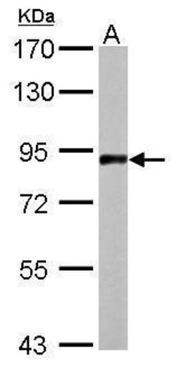 Invitrogen APLP2 Polyclonal Antibody 100 &mu;L; Unconjugated:Antibodies,