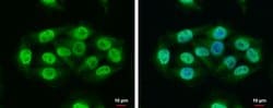 RAP1 Polyclonal Antibody:Antibodies, Polyclonal