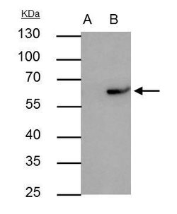 RAP1 Polyclonal Antibody:Antibodies, Polyclonal